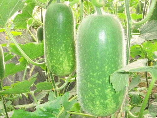 网红吃瓜姿势图片高清,解锁夏日清凉新潮流